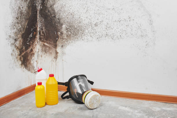 Trusted Thorndale, TX Mold Removal Experts