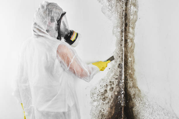 Crawl Space Mold Removal in Thorndale, TX