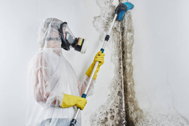 Best Attic Mold Removal  in Thorndale, TX