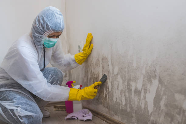 Best Crawl Space Mold Removal  in Thorndale, TX