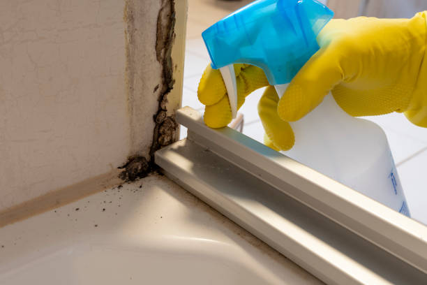 Reliable Thorndale, TX Mold Removal Solutions