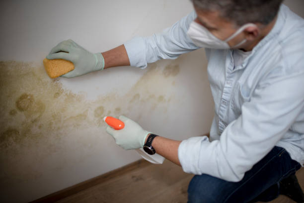 Best Certified Mold Removal  in Thorndale, TX