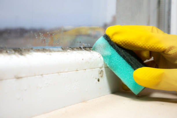 Best Attic Mold Removal  in Thorndale, TX