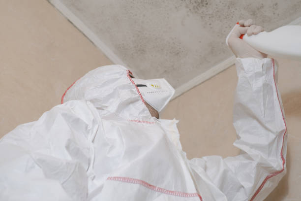 Best Mold Testing and Removal  in Thorndale, TX