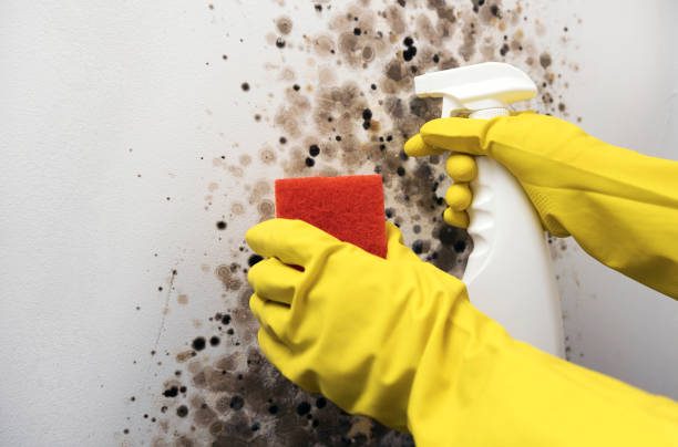 Home Mold Removal in Thorndale, TX