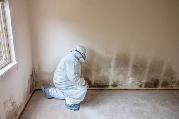 Best Local Mold Removal Service  in Thorndale, TX