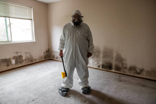 Best Mold Removal and Inspection  in Thorndale, TX