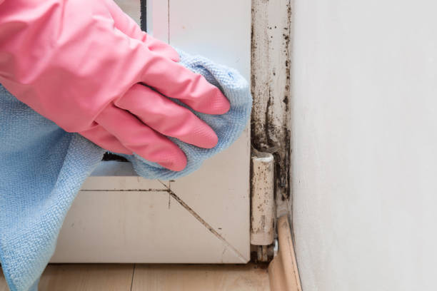 Best Affordable Mold Removal  in Thorndale, TX