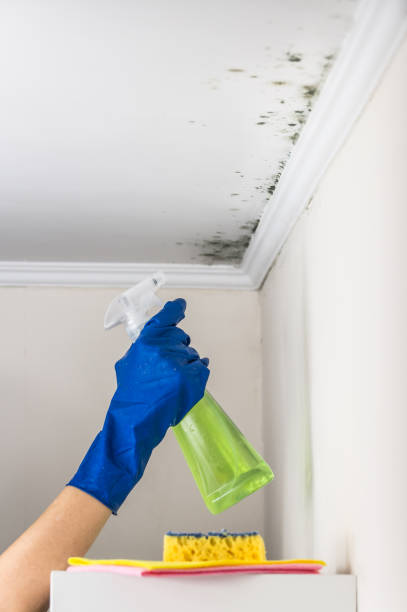 Best Professional Mold Removal  in Thorndale, TX